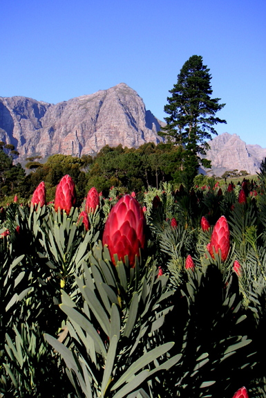Protea Supplier in Cape Town